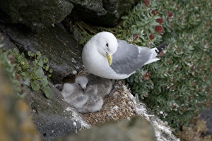 A mother Skua and her young chicks nesting on ledge on the northeast coast of Iceland A mother Skua and her young chicks nesting on ledge on the northeast coast of Iceland