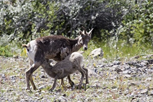 Mother and young bighorn sheep in Jasper National Park, Canada Mother and young bighorn sheep in Jasper National Park, Canada