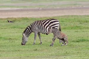 Fragile Gallery: Mother zebra (Equus quagga) grazes while newborn colt attempts to stand, hind legs