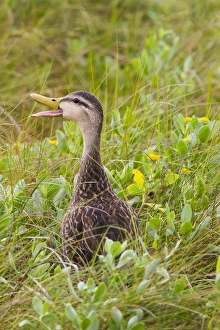 Mottled Duck (Anas fulvigula) male in marshy habitat Mottled Duck (Anas fulvigula) male in marshy habitat