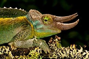 Mount Kenya Jackson's Chameleon, Trioceros jacksonii xanthopholophus, Native to Kenya Mount Kenya Jackson's Chameleon, Trioceros jacksonii xanthopholophus, Native to Kenya