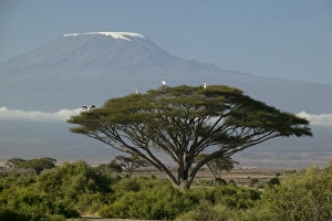 Mount Kilimanjaro with savanna and herds in the landscape, Ngorongoro NP, Tanzania Mount Kilimanjaro with savanna and herds in the landscape, Ngorongoro NP, Tanzania