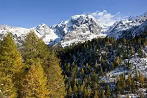 Images Dated 15th October 2009: Mount Ortler (3905m) in south tyrol with yellow larch trees and snow seen from valley trafoi