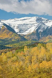 Images Dated 6th October 2008: Mount Timpanogas snow capped, Aspens Trees in Fall Foliage, Wasatch Mountains, near Provo