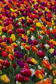 Mount Vernon, Washington, Tulip Town, Roozengaarde, Wind blows a field of multi-colored