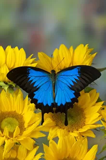 Swallowtail Gallery: Mountain Blue Butterfly, Papilio ulysses opened winged on Sunflowers