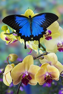 Mountain Blue Swallowtail of Australia, Papilio ulysses Mountain Blue Swallowtail of Australia, Papilio ulysses