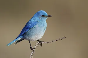 <b class=qtipBold><figcaption>Mountain Bluebird</figcaption></b><br><em>© Ken Archer / DanitaDelimont.com</em> Mountain Bluebird