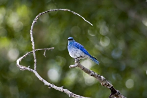 Mountain bluebird in Grand Teton National Park, Wyoming Mountain bluebird in Grand Teton National Park, Wyoming