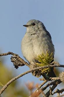Mountain Bluebird, Sialia currucoides, Yellowstone National Park, Montana/Wyoming Mountain Bluebird, Sialia currucoides, Yellowstone National Park, Montana/Wyoming