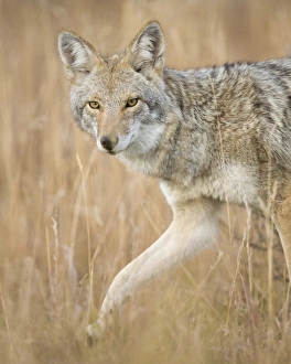 Mountain Coyote, Canis latrans lestes, Grand Teton NP, Wyoming, wild Mountain Coyote, Canis latrans lestes, Grand Teton NP, Wyoming, wild