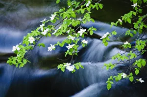 Mountain Dogwood (Cornus nuttallii) above the Merced River, Yosemite National Park, California, USA Mountain Dogwood (Cornus nuttallii) above the Merced River, Yosemite National Park, California, USA