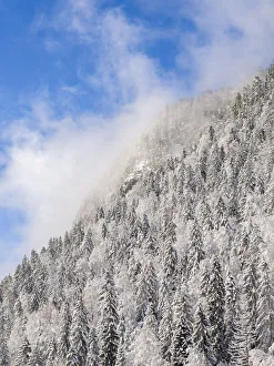 Mountain forest at frozen Sylvenstein Reservoir near Bad Tolz in the Isar Valley of Karwendel mountain range during Mountain forest at frozen Sylvenstein Reservoir near Bad Tolz in the Isar Valley of Karwendel mountain range during