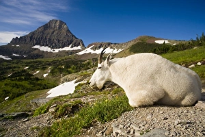 Mountain Goat Billy rests at Logan Pass in Glacier National Park in Montana Mountain Goat Billy rests at Logan Pass in Glacier National Park in Montana