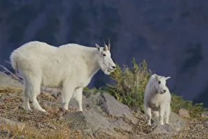 <b class=qtipBold><figcaption>Mountain Goat; Nanny with Kid</figcaption></b><br><em>© Ken Archer / DanitaDelimont.com</em> Mountain Goat; Nanny with Kid
