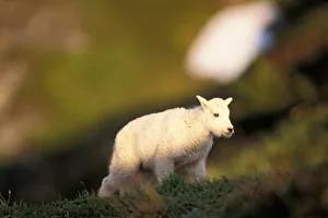 mountain goat, Oreamnos americanus, kid on a hillside off Exit Glacier mountain goat, Oreamnos americanus, kid on a hillside off Exit Glacier