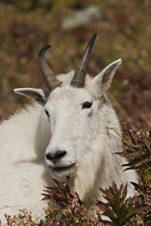 <b class=qtipBold><figcaption>Mountain Goat Portrait</figcaption></b><br><em>© Ken Archer / DanitaDelimont.com</em> Mountain Goat Portrait