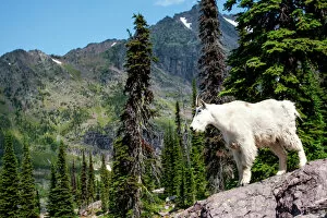 Glacier Gallery: Mountain goat surveying the land in Glacier National Park, Montana