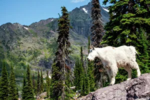 Glacier Gallery: Mountain goat surveying the land in Glacier National Park, Montana