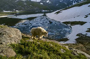 Mountain goat walks near shore of partially frozen Summit Lake, Mount Evans, near Denver Mountain goat walks near shore of partially frozen Summit Lake, Mount Evans, near Denver