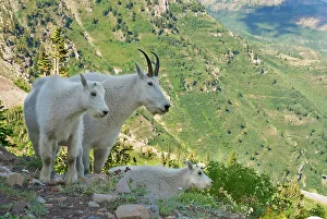 Mountain Goats and kid on a Mount Timpanogas Wilderness overlook, Oreamnos Americanus Mountain Goats and kid on a Mount Timpanogas Wilderness overlook, Oreamnos Americanus