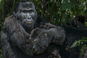 Mountain gorilla (Gorilla beringei beringei). Bwindi Impenetrable Forest. Uganda Mountain gorilla (Gorilla beringei beringei). Bwindi Impenetrable Forest. Uganda