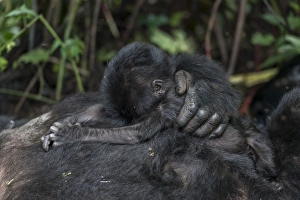 Mountain gorilla (Gorilla beringei beringei) baby. Bwindi Impenetrable Forest. Uganda Mountain gorilla (Gorilla beringei beringei) baby. Bwindi Impenetrable Forest. Uganda