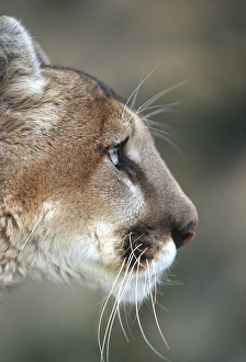 Mountain Lion (Felis concolor) (Captive Animal), MT Mountain Lion (Felis concolor) (Captive Animal), MT