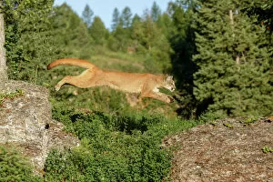 Predatory Gallery: Mountain lion jumping across rocks, Puma concolor, Captive