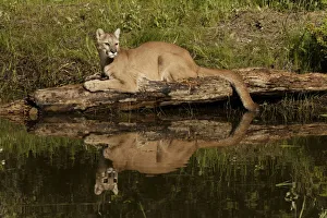 Mountain lion and reflection on pond, Kalispell, Montana controlled situation Puma Mountain lion and reflection on pond, Kalispell, Montana controlled situation Puma