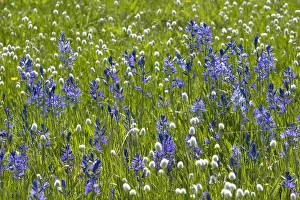 A mountain meadow of wildflowers including the camas lily in Valley County, Idaho A mountain meadow of wildflowers including the camas lily in Valley County, Idaho