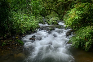 Mountain river. Forest interior. Bwindi Impenetrable Forest. Uganda Mountain river. Forest interior. Bwindi Impenetrable Forest. Uganda