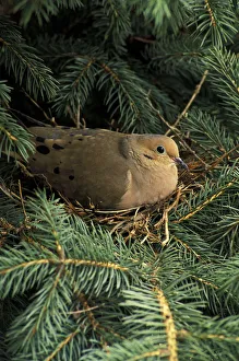 Mourning Dove on nest