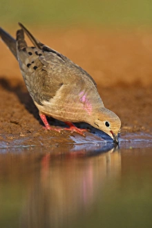 Mourning Dove (Zenaida macroura) adult drinking Mourning Dove (Zenaida macroura) adult drinking