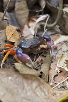Mouthless crab (Cardisoma crassum) walks amongst dried leafs on the forest floor Mouthless crab (Cardisoma crassum) walks amongst dried leafs on the forest floor