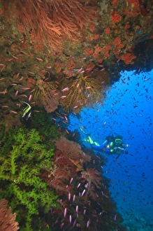 MR Diver near large Soft Coral-lined underwater Arch near Beqa Island off Southern Viti MR Diver near large Soft Coral-lined underwater Arch near Beqa Island off Southern Viti