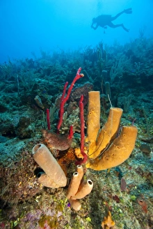 (MR) diver & Red finger Sponge (Haliclona rubens), Utila, Bay Islands, Honduras (MR) diver & Red finger Sponge (Haliclona rubens), Utila, Bay Islands, Honduras