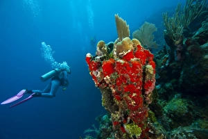 (MR) Scuba Diver, Red Sponge (Mycale sp.), Utila, Bay Islands, Honduras, Central America (MR) Scuba Diver, Red Sponge (Mycale sp.), Utila, Bay Islands, Honduras, Central America