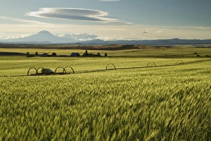 Mt. Adams looms over a Goldendale, WA, wheat farm Mt. Adams looms over a Goldendale, WA, wheat farm