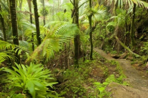 Mt. Britton Lookout trail, El Yunque NF, Puerto Rico Mt. Britton Lookout trail, El Yunque NF, Puerto Rico