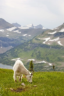 MT, Glacier National Park, above Logan Pass, Mountain Goat (Billy Goat) in meadow MT, Glacier National Park, above Logan Pass, Mountain Goat (Billy Goat) in meadow
