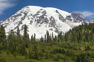 Mt Rainer and Forested Morraines as seen from Paradise Meadows, Mt. Rainier National Park Mt Rainer and Forested Morraines as seen from Paradise Meadows, Mt. Rainier National Park