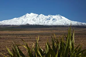 Mt Ruapehu, Rangipo Desert, and flax, Tongariro National Park, Central Plateau Mt Ruapehu, Rangipo Desert, and flax, Tongariro National Park, Central Plateau