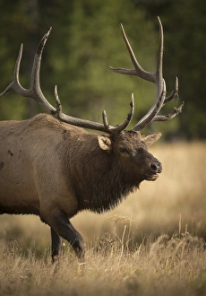 Mud covered antlers on a Rocky mountain bull elk in rut, Cervus elaphus, Madison River Mud covered antlers on a Rocky mountain bull elk in rut, Cervus elaphus, Madison River