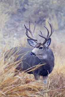 <b class=qtipBold><figcaption>Mule Deer Buck, Foggy Frosty Morning</figcaption></b><br><em>© Ken Archer / DanitaDelimont.com</em> Mule Deer Buck, Foggy Frosty Morning