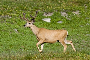 Mule deer buck in velvet antlers at Logan Pass in Glacier National Pass in Montana Mule deer buck in velvet antlers at Logan Pass in Glacier National Pass in Montana