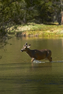 Mule deer (Odocoileus hemionus) by Mirror Lake, Tenaya Canyon, Yosemite National Park Mule deer (Odocoileus hemionus) by Mirror Lake, Tenaya Canyon, Yosemite National Park