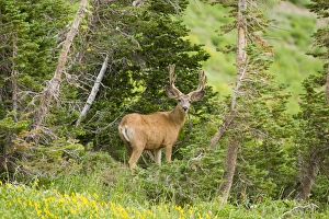 Mule deer(Odocoileus hemionus) in wildflowers, Little Cottonwood Canyon, Wasatch Mountains Mule deer(Odocoileus hemionus) in wildflowers, Little Cottonwood Canyon, Wasatch Mountains