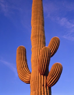Multi armed Giant Saguaro cactus against a blue evening sky Multi armed Giant Saguaro cactus against a blue evening sky