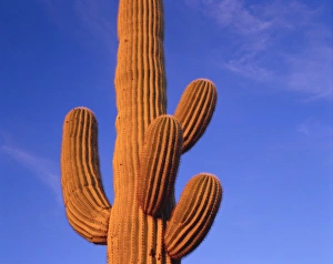Multi armed saguaro cactus against a blue sky in the evening Multi armed saguaro cactus against a blue sky in the evening